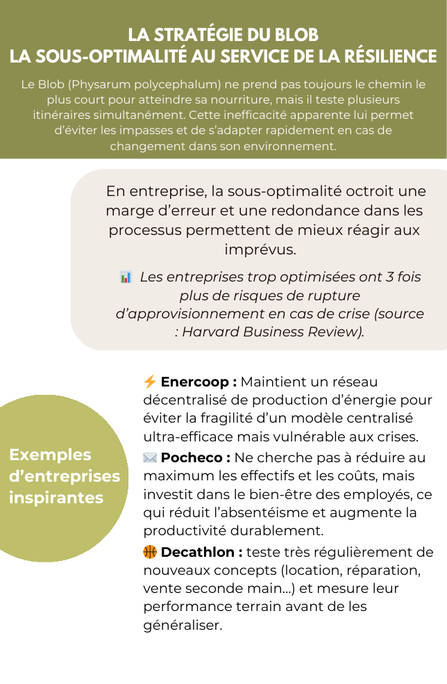 Verso : Description et exemples de la stratégie du Blob